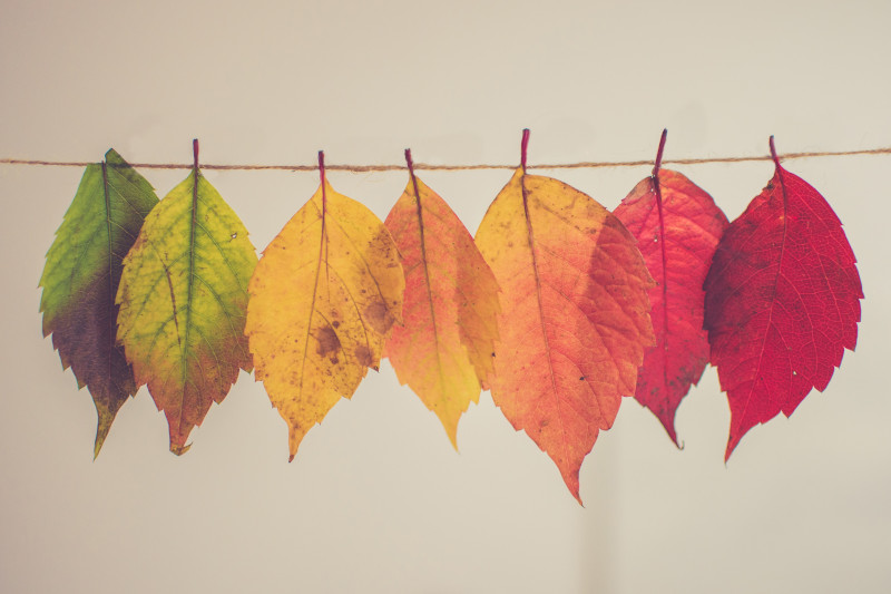 7 feuilles - Chris Lawton 7 feuilles - Chris Lawton