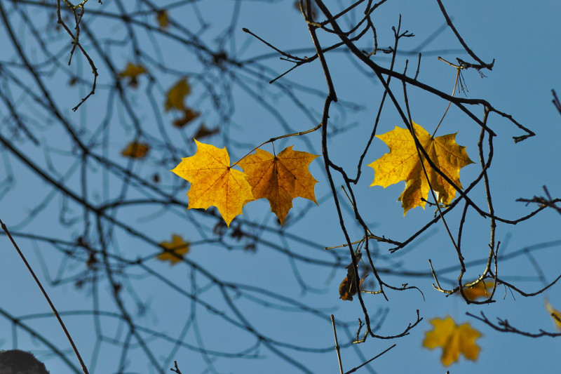 Yellow leaf by Łukasz Łada